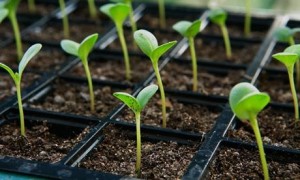 Seed Starting Workshop @ Farmer Brown's Greenhouse | Hillsborough | New Brunswick | Canada